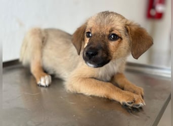 Ronja, geb. ca. 04/2026, lebt in GRIECHENLAND, auf einer privaten Pflegestelle
