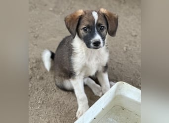 Bambi, geb. ca. 04/2026, lebt in GRIECHENLAND, auf einer privaten Pflegestelle