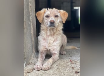 Lumina, geb. ca. 08/2025, lebt in GRIECHENLAND, im städt. Tierheim Serres