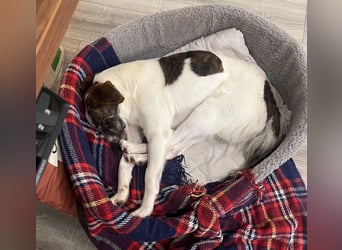 Blesso, geb. ca. 01/2025, lebt auf einer Pflegestelle in 48565 Steinfurt