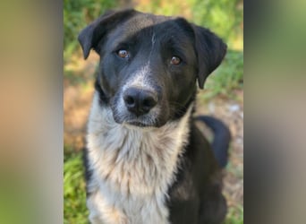 Sora, geb. ca 03/2025, lebt in GRIECHENLAND, auf einer privaten Pflegestelle