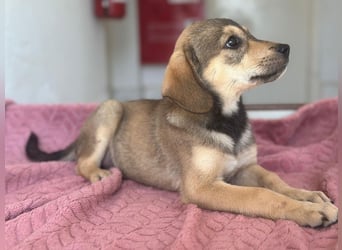 Lotte, geb. ca. 05/2026, lebt in GRIECHENLAND, im städt. Tierheim Serres