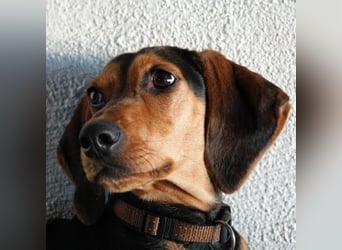 Solen, geb. ca. 04/2025, lebt bei einem Ehepaar in 79733 Görwihl