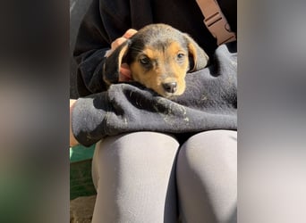 Loxana, geb. 12/2025, lebt in GRIECHENLAND, auf einer privaten Pflegestelle