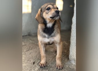 Lotte, geb. ca. 05/2026, lebt in GRIECHENLAND, im städt. Tierheim Serres
