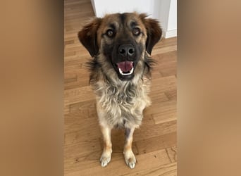 Strolch, geb. ca. 04/2024, lebt auf einer Pflegestelle in 71272 Renningen