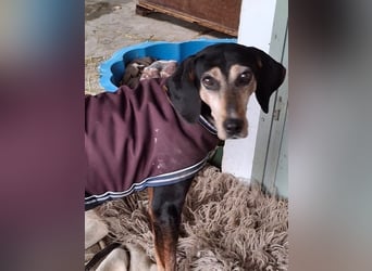 Magura, geb. ca. 01/2018, lebt in GRIECHENLAND, auf einer privaten Pflegestelle