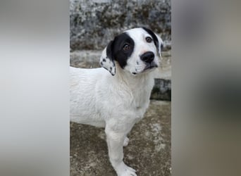 Boubou - wo darf ich einziehen?