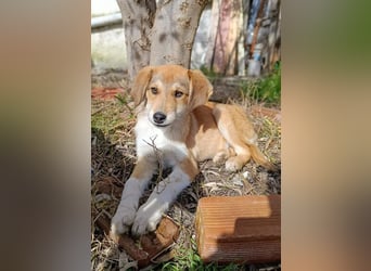 Palma - zu wem darf ich gehören?
