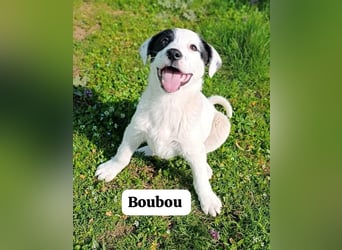 Boubou - wo darf ich einziehen?