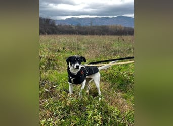 Lola K  - ein Hundemädchen zum verlieben