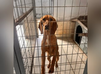 Velvet - liebevolle Laufhund-Mischlingshündin sucht ihr Glück