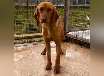 Velvet - liebevolle Laufhund-Mischlingshündin sucht ihr Glück