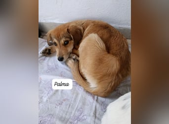 Palma - zu wem darf ich gehören?