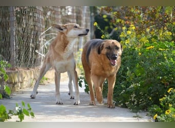 Saya - nach 7 Jahren jetzt eine tolle Verwandlung!