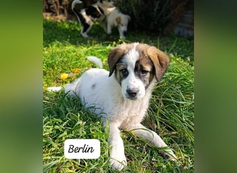 Berlin - möchte die Welt erobern! Mit Ihnen?