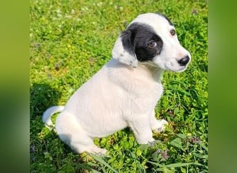 Boubou - wo darf ich einziehen?