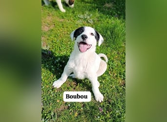 Boubou - wo darf ich einziehen?