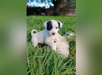 Boubou - wo darf ich einziehen?