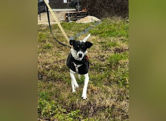 Lola K  - ein Hundemädchen zum verlieben