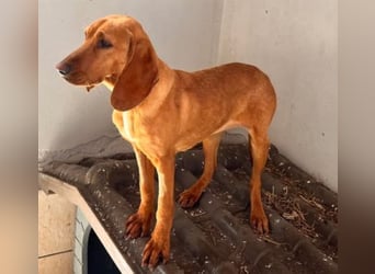 Velvet - liebevolle Laufhund-Mischlingshündin sucht ihr Glück