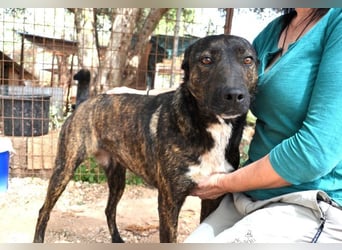 Electra - unentdeckte Traumhündin für aktive Menschen