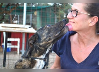 Electra - unentdeckte Traumhündin für aktive Menschen