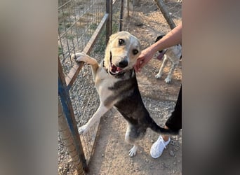 Balu-Demi - eine echte Bereicherung!