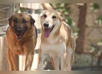 Saya - nach 7 Jahren jetzt eine tolle Verwandlung!