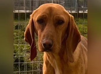 Velvet - liebevolle Laufhund-Mischlingshündin sucht ihr Glück