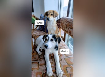 Palma - zu wem darf ich gehören?