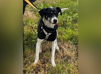 Lola K  - ein Hundemädchen zum verlieben