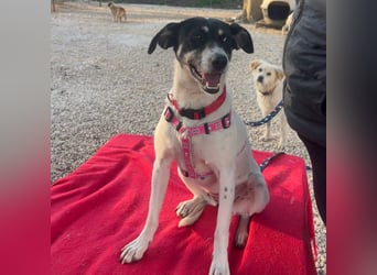 Lola K  - ein Hundemädchen zum verlieben