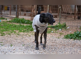 Electra - unentdeckte Traumhündin für aktive Menschen