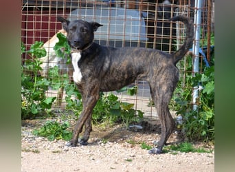 Electra - unentdeckte Traumhündin für aktive Menschen