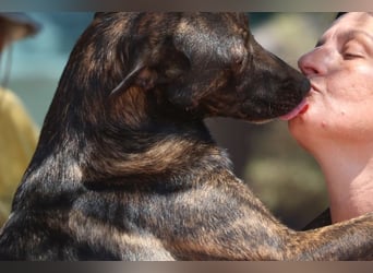 Electra - unentdeckte Traumhündin für aktive Menschen