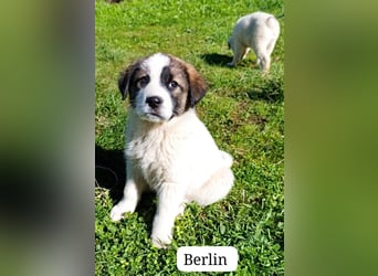 Berlin - möchte die Welt erobern! Mit Ihnen?