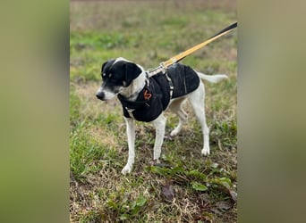 Lola K  - ein Hundemädchen zum verlieben