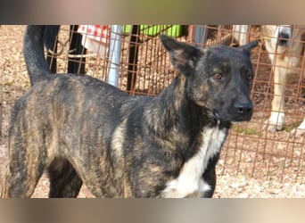 Electra - unentdeckte Traumhündin für aktive Menschen