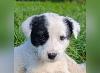 Boubou - wo darf ich einziehen?