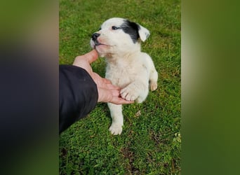 Boubou - wo darf ich einziehen?