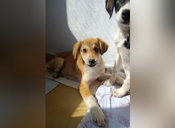 Palma - zu wem darf ich gehören?