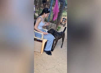 Electra - unentdeckte Traumhündin für aktive Menschen