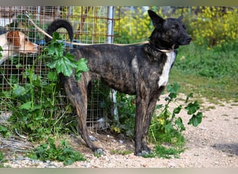 Electra - unentdeckte Traumhündin für aktive Menschen