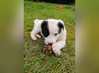 Boubou - wo darf ich einziehen?