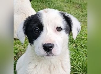 Boubou - wo darf ich einziehen?