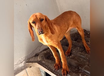 Velvet - liebevolle Laufhund-Mischlingshündin sucht ihr Glück