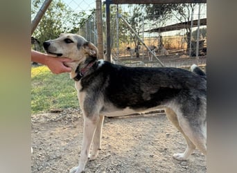 Balu-Demi - eine echte Bereicherung!
