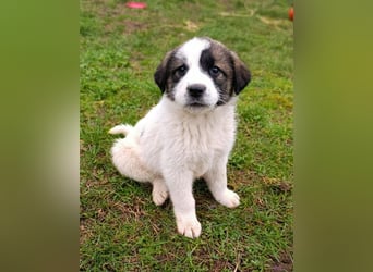 Berlin - möchte die Welt erobern! Mit Ihnen?