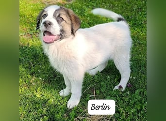 Berlin - möchte die Welt erobern! Mit Ihnen?